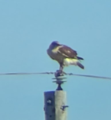 Ferruginous Hawk - ML645718946