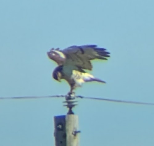 Ferruginous Hawk - ML645718949