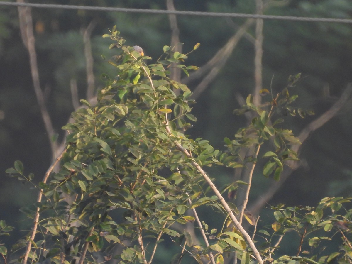 Plum-headed Parakeet - ML645718958