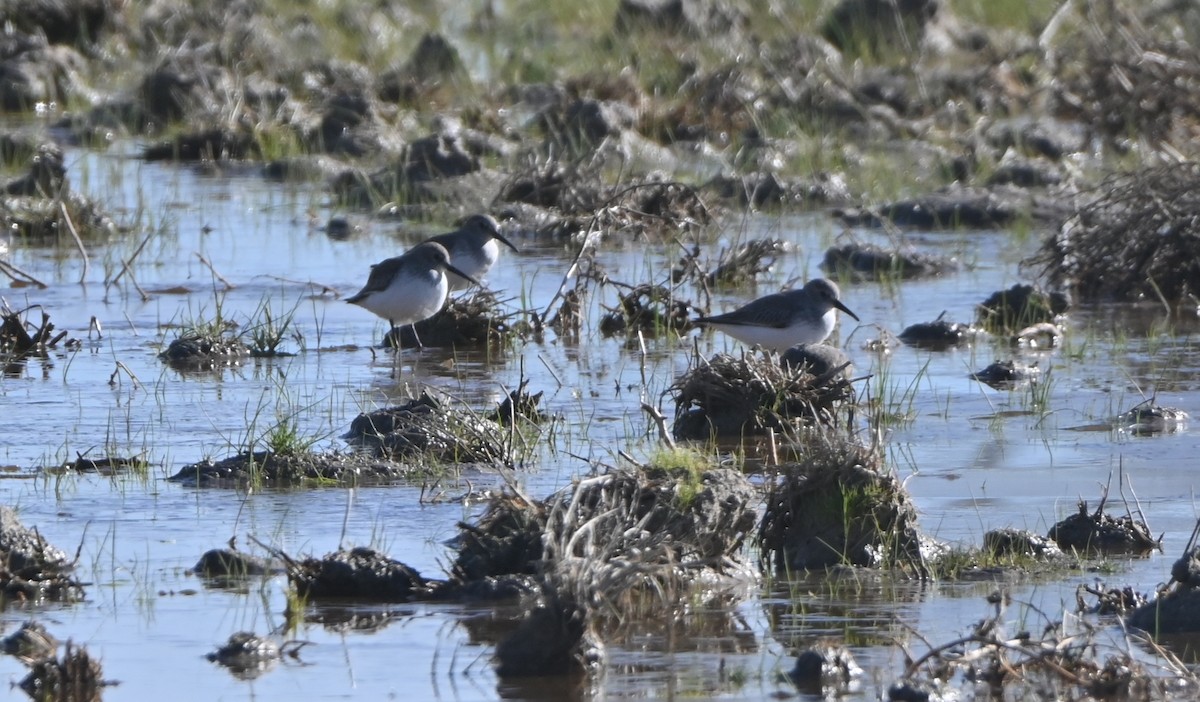 Dunlin - ML645718959
