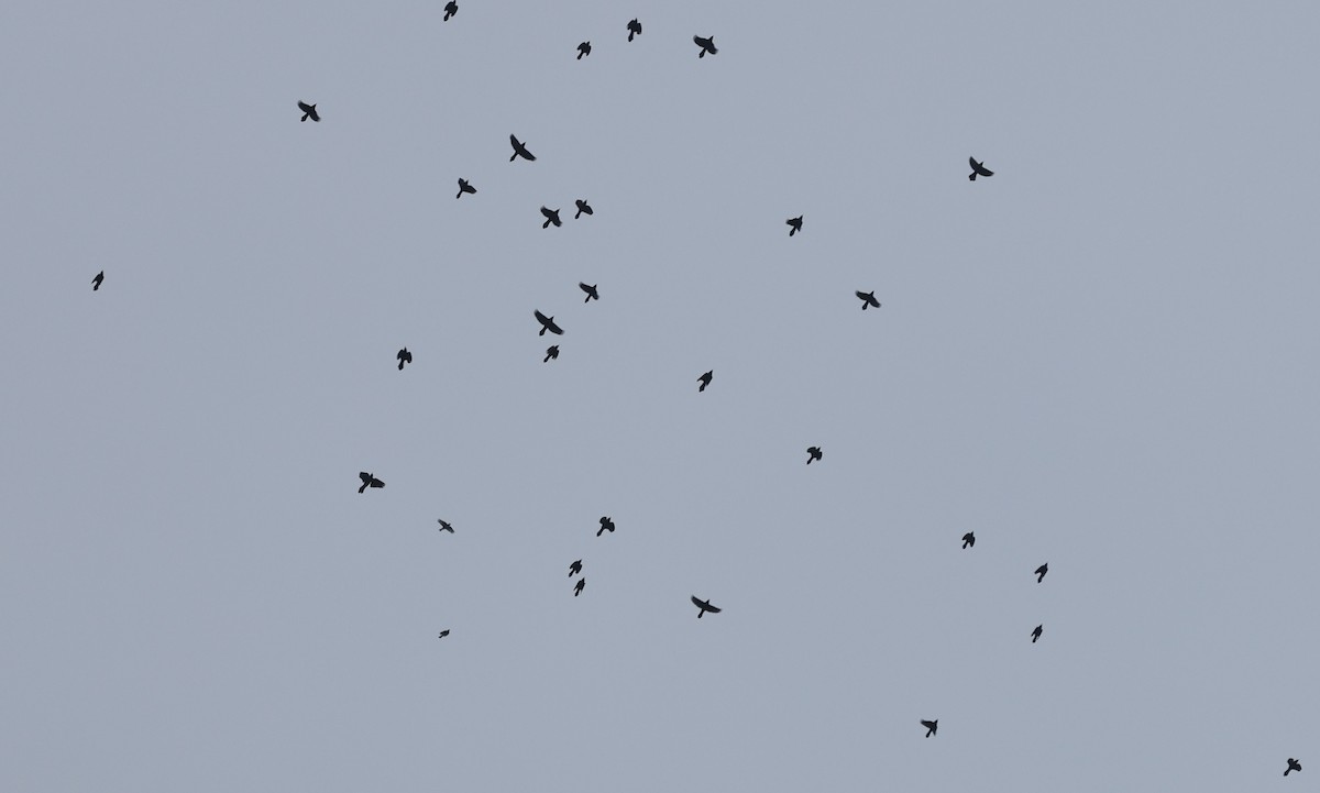 Common Grackle - ML645718961