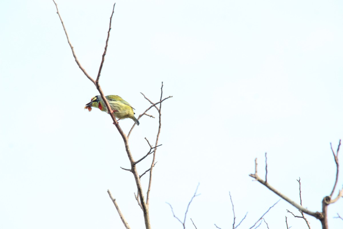 Barbudo Calderero - ML645718963