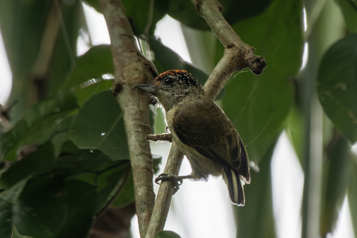 Picumne de Cuzco - ML645718977