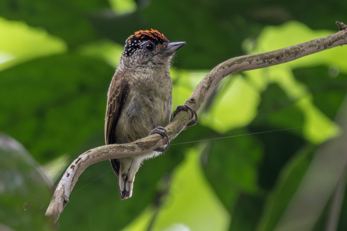 Picumne de Cuzco - ML645718980