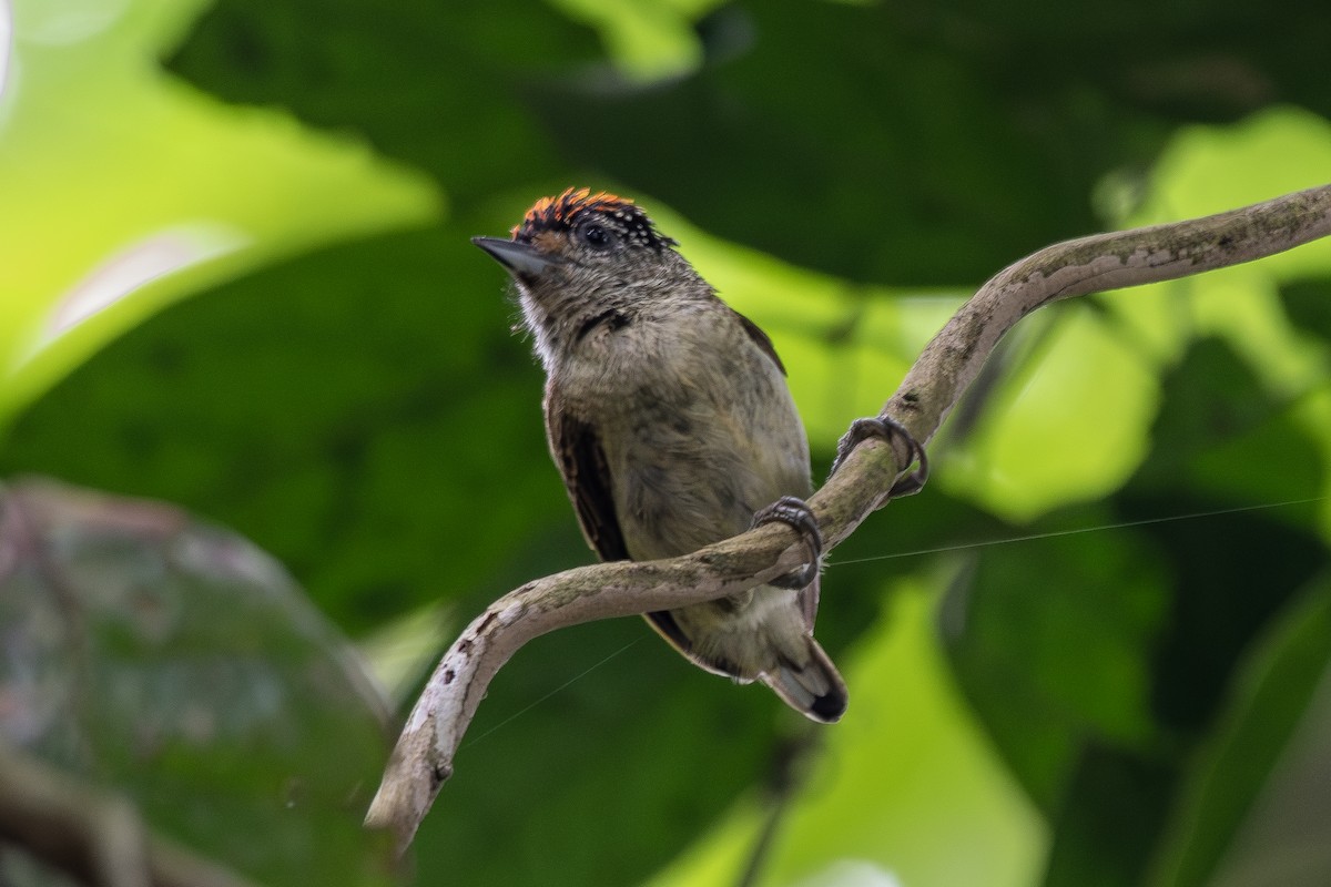 Picumne de Cuzco - ML645718981