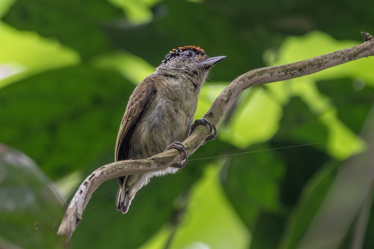 Picumne de Cuzco - ML645718982
