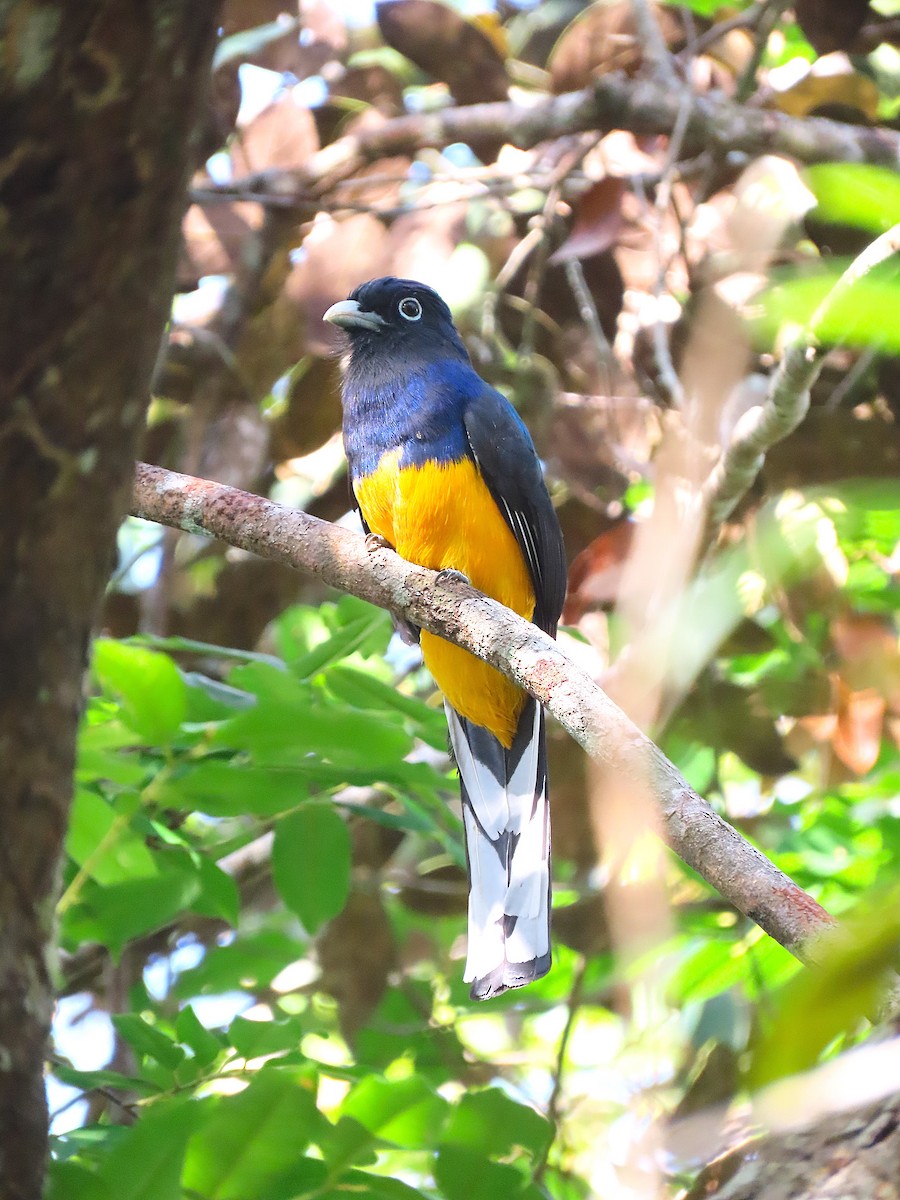 Green-backed Trogon - ML645718983