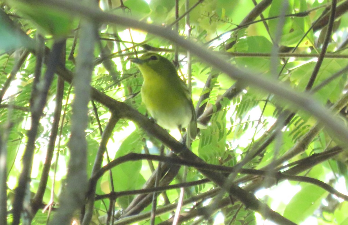 Yellow-throated Vireo - ML645718986