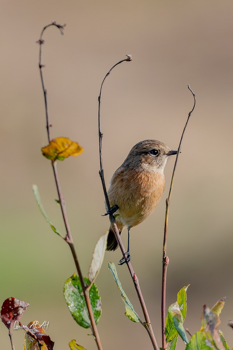 Трав'янка чорноголова - ML645719000