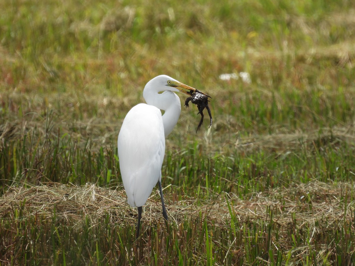 Great Egret - ML645719007