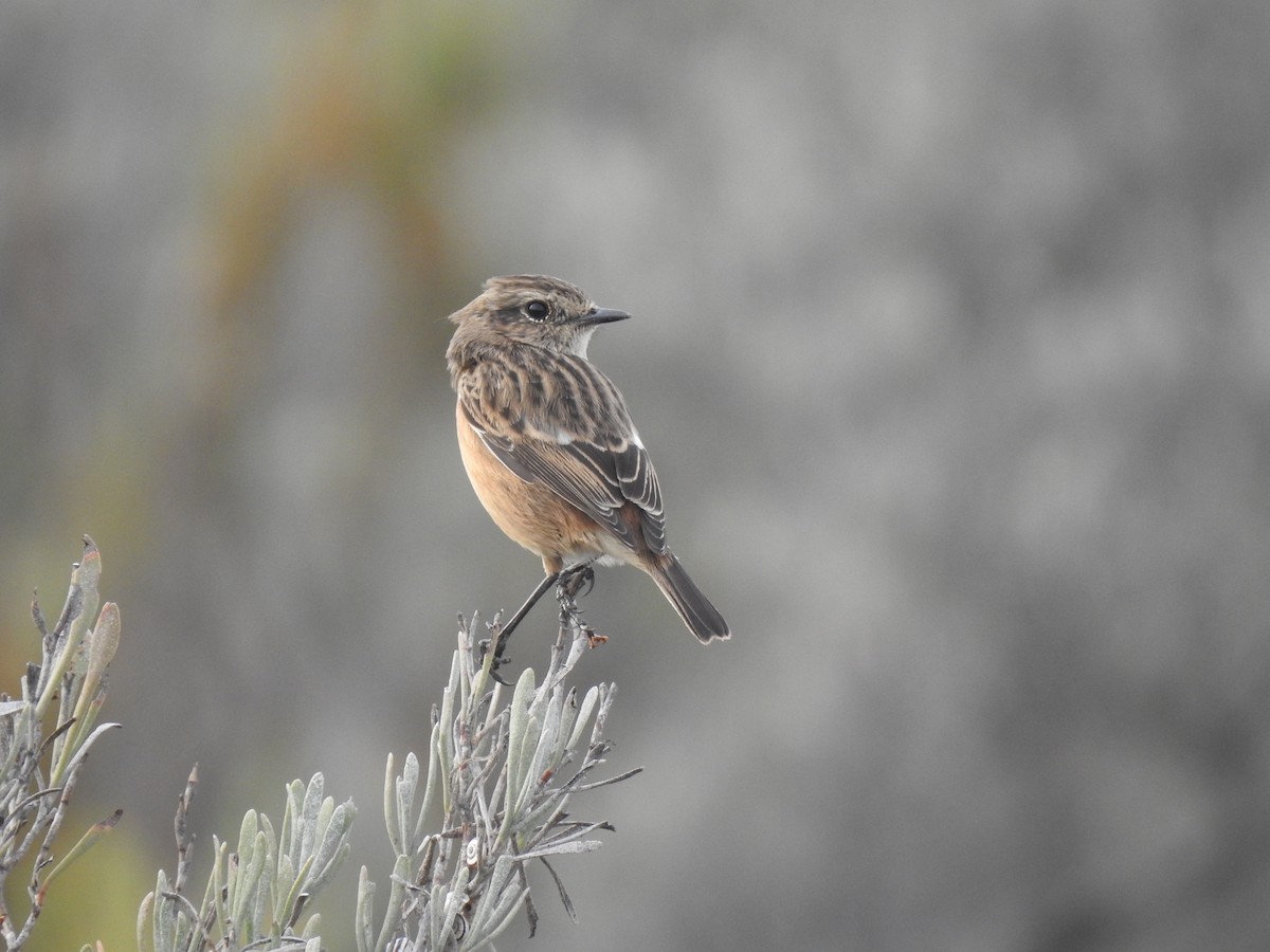 Трав'янка чорноголова - ML645719010