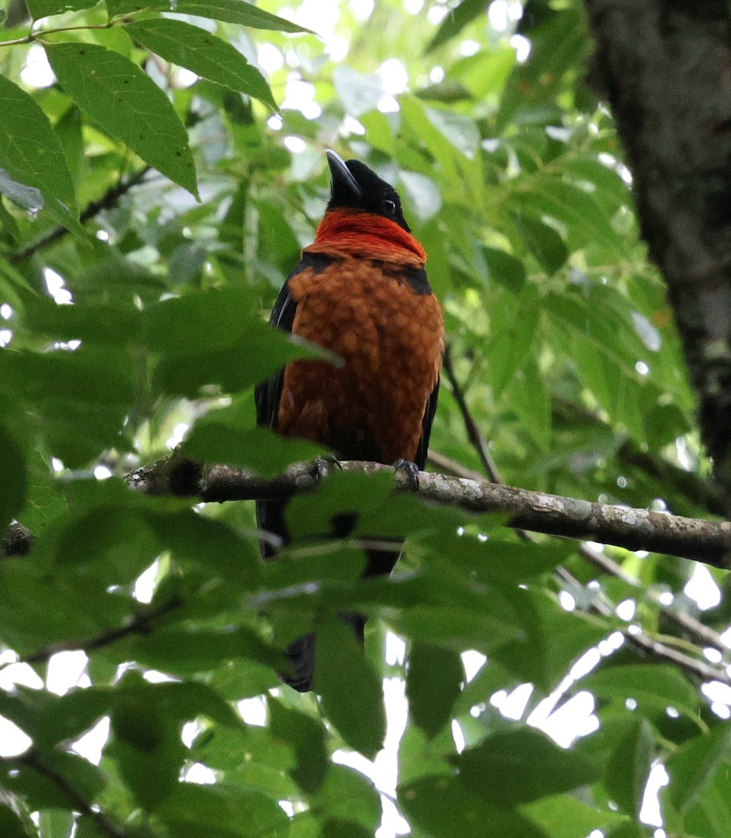 Red-ruffed Fruitcrow - ML645719012