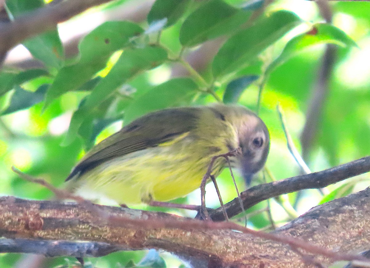Stripe-necked Tody-Tyrant - ML645719018