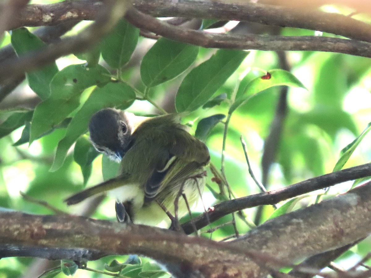 Stripe-necked Tody-Tyrant - ML645719019