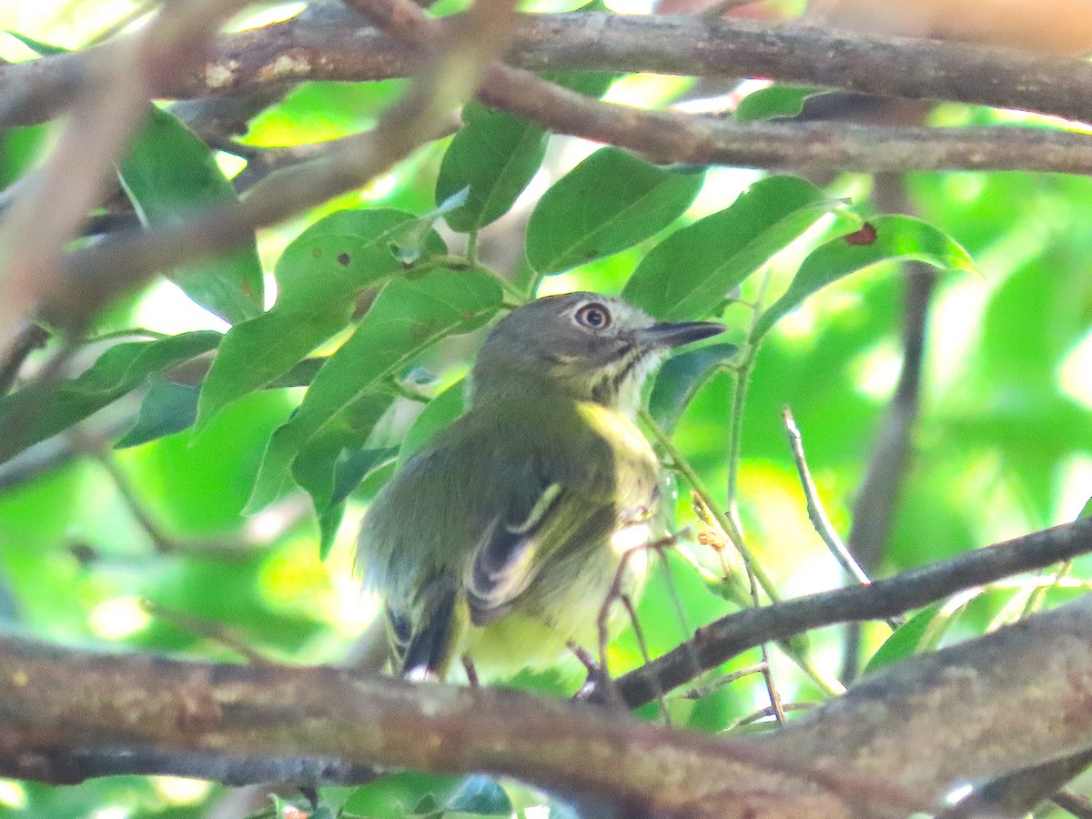 Stripe-necked Tody-Tyrant - ML645719020