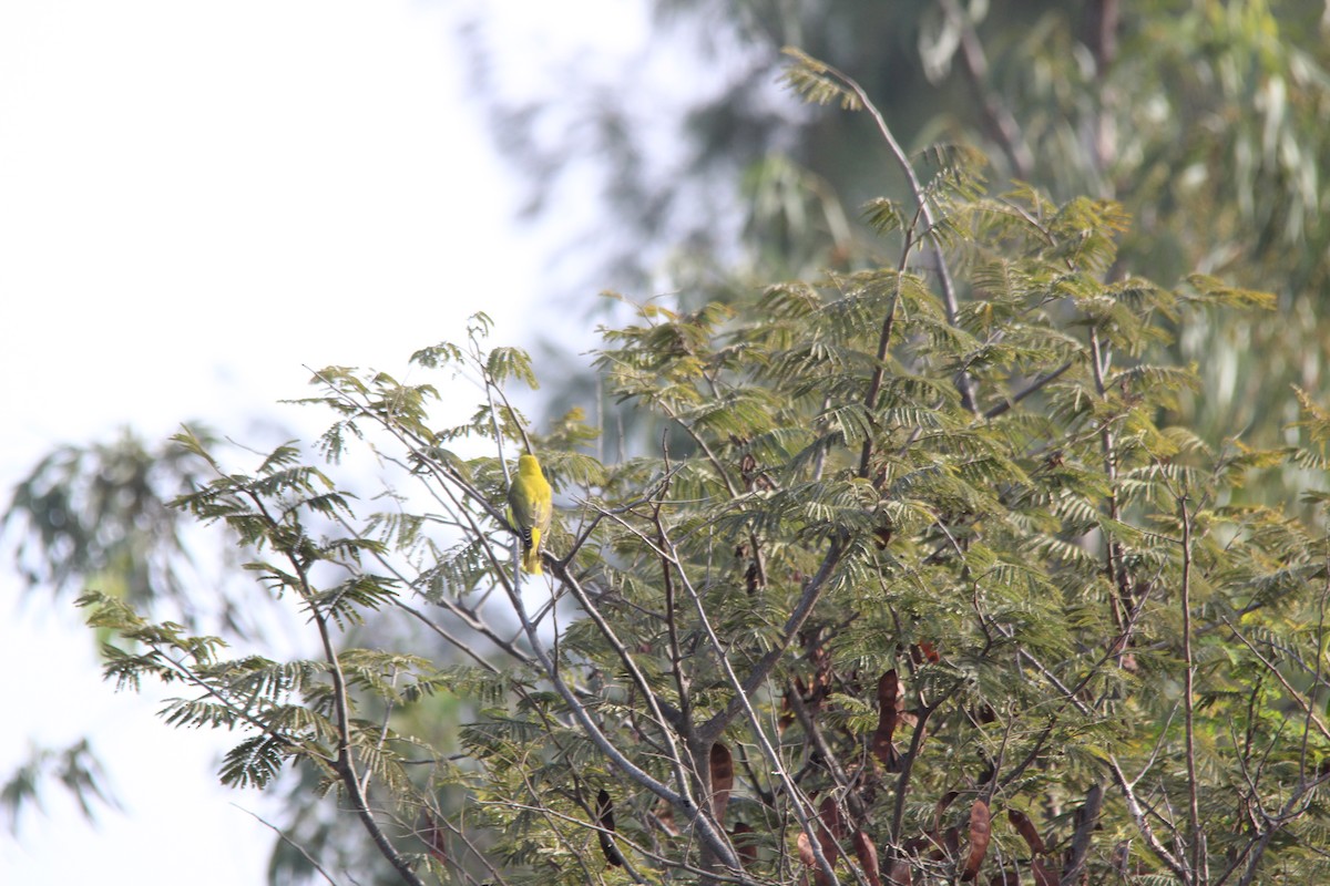Indian Golden Oriole - ML645719025