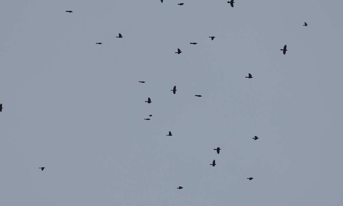 Common Grackle - ML645719032