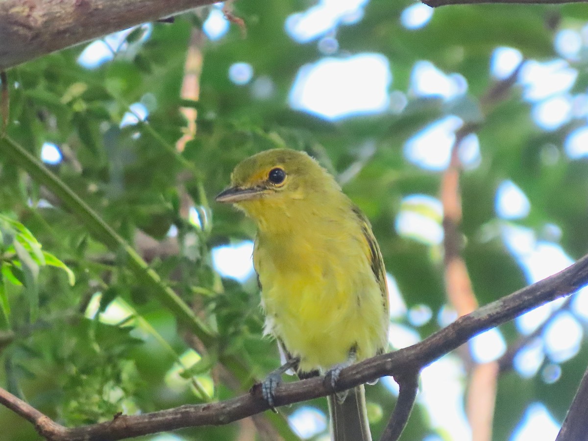 Ochre-lored Flatbill - ML645719035