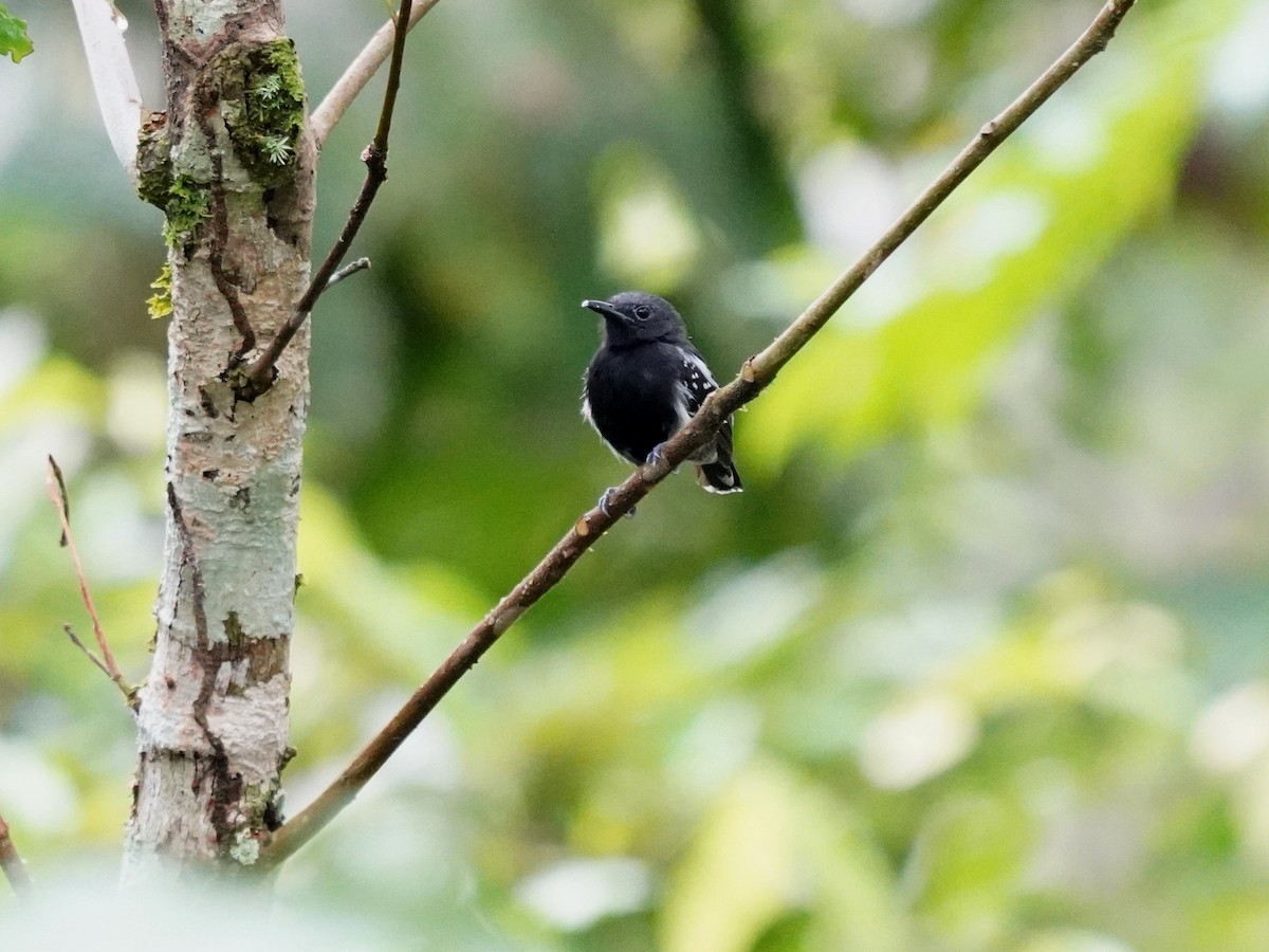 Northern/Southern White-fringed Antwren - ML645719039