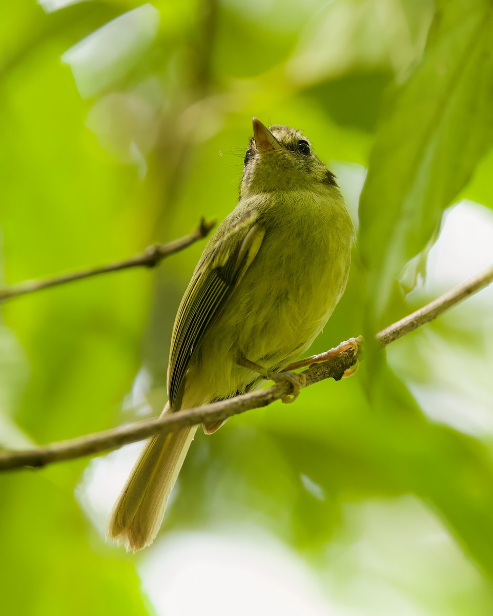 Sao Paulo Bristle-Tyrant - ML645719044