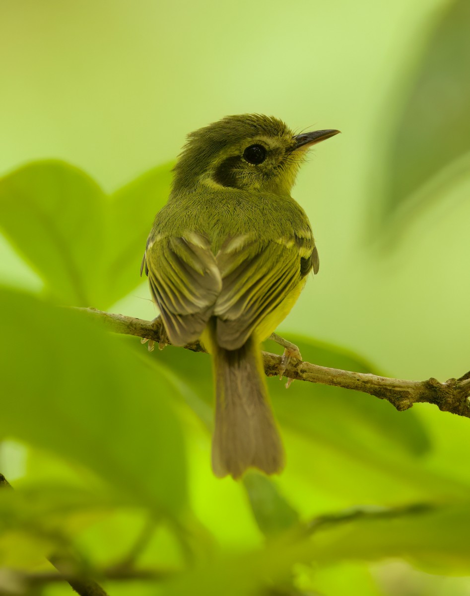 Sao Paulo Bristle-Tyrant - ML645719045