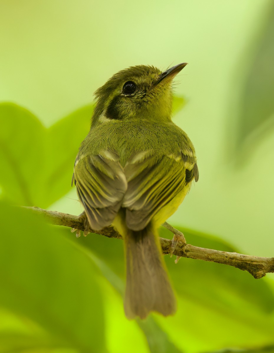 Sao Paulo Bristle-Tyrant - ML645719046