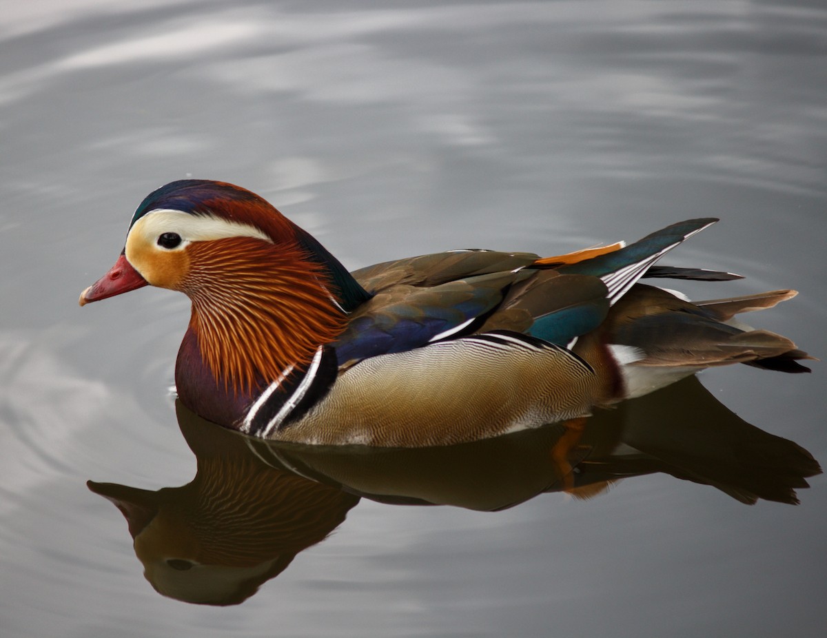 Mandarin Ördeği - ML645719047