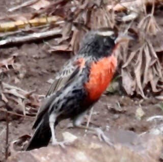 Sturnelle du Pérou - ML645719049