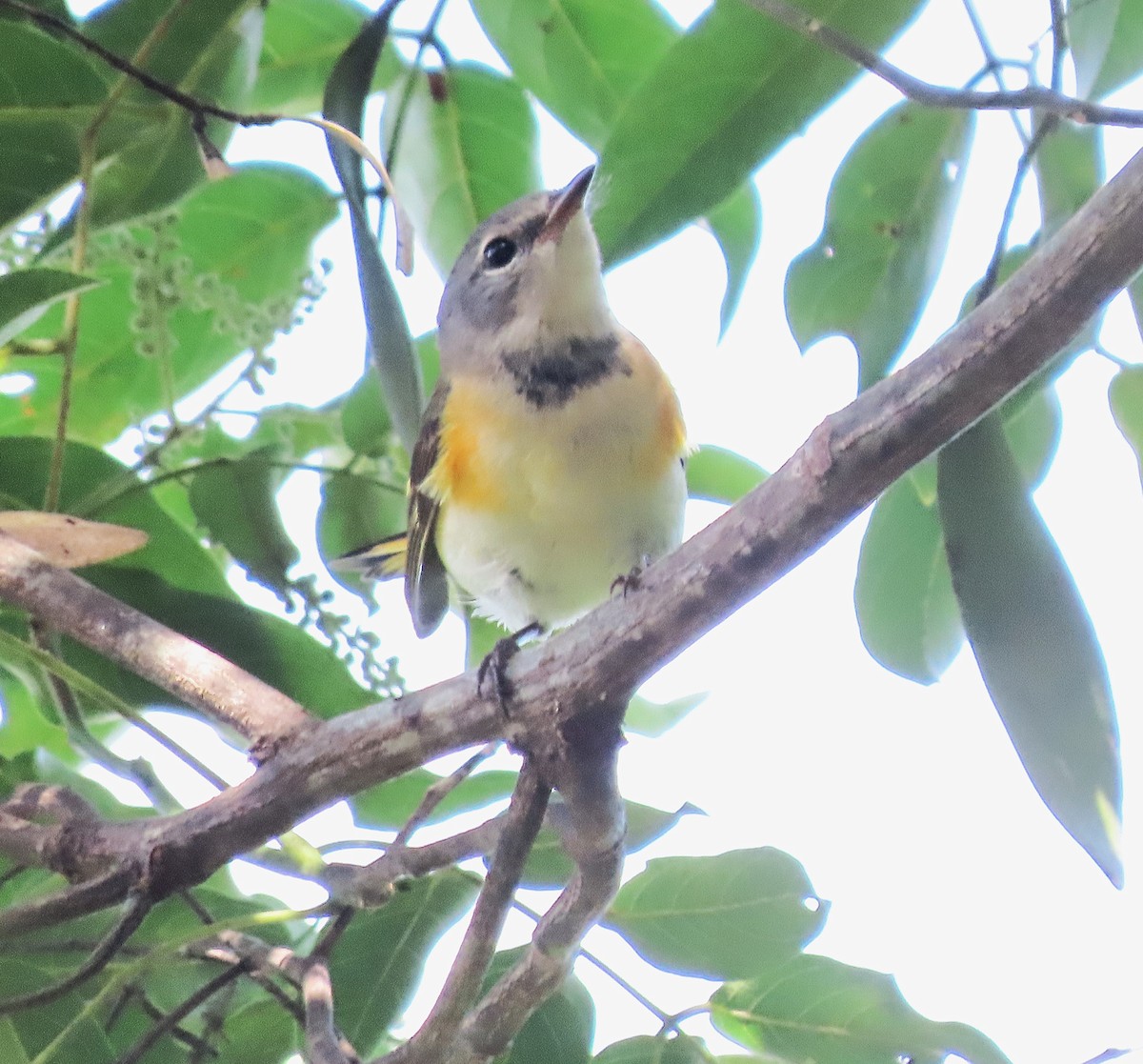 American Redstart - ML645719051
