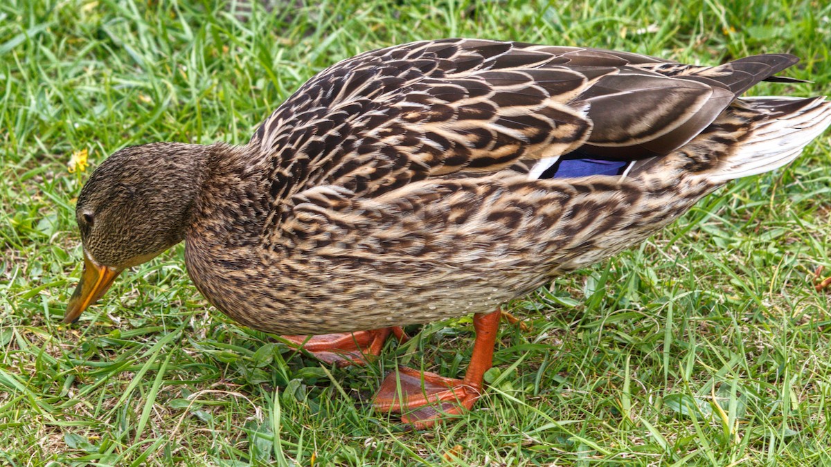 Mallard - ML645719055