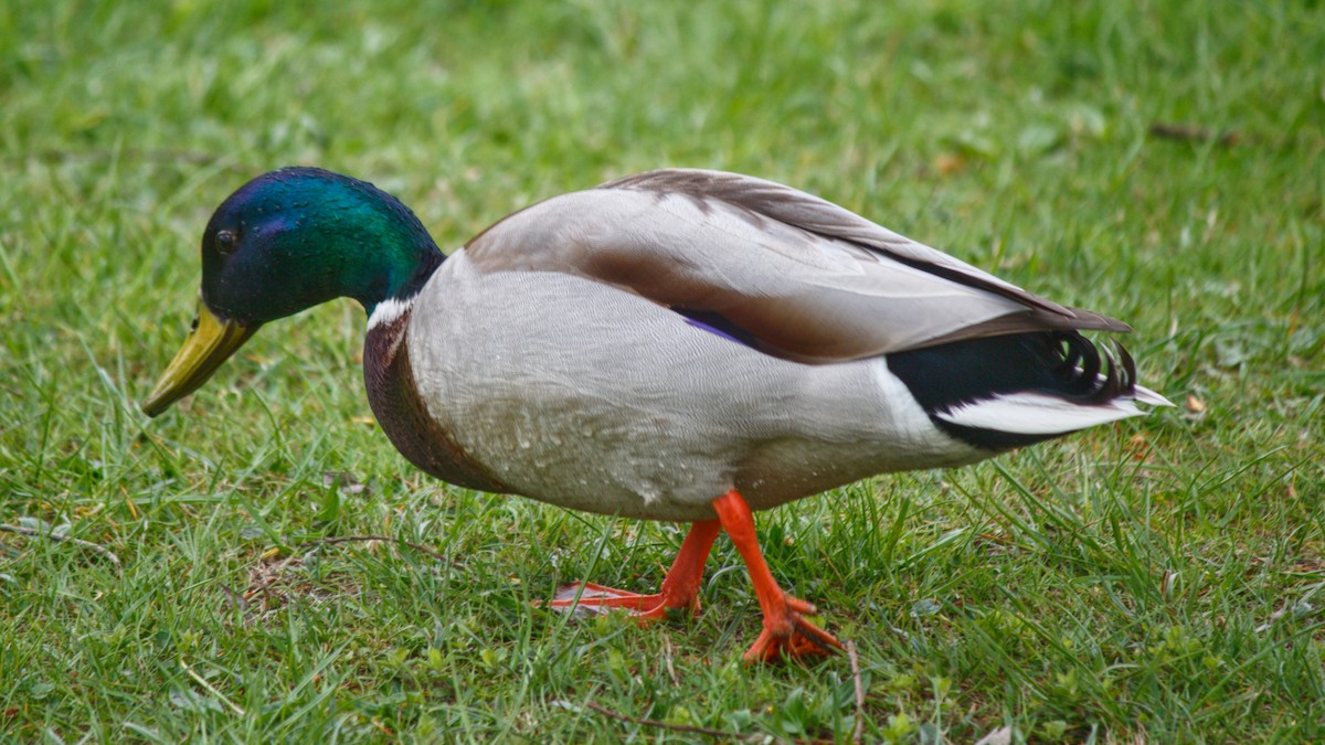 Mallard - ML645719056