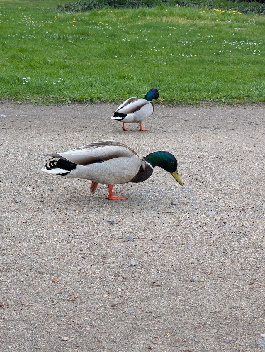 Mallard - ML645719057