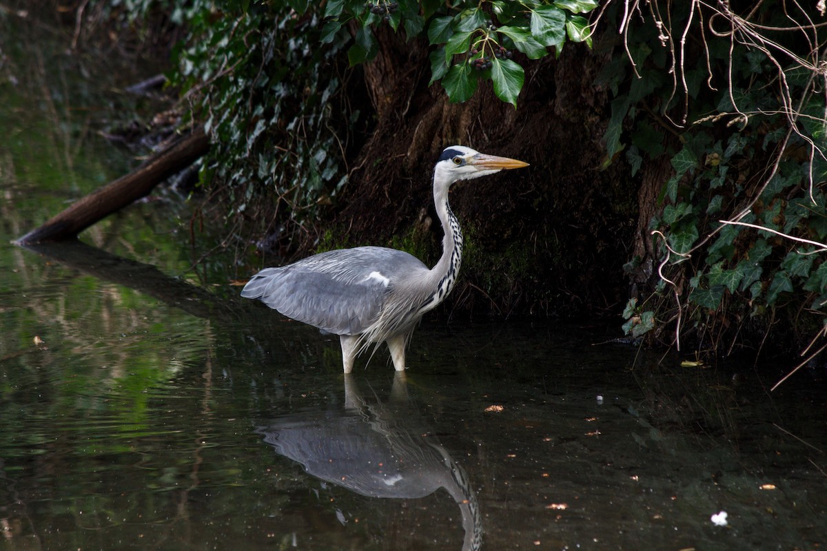 Gray Heron - ML645719061