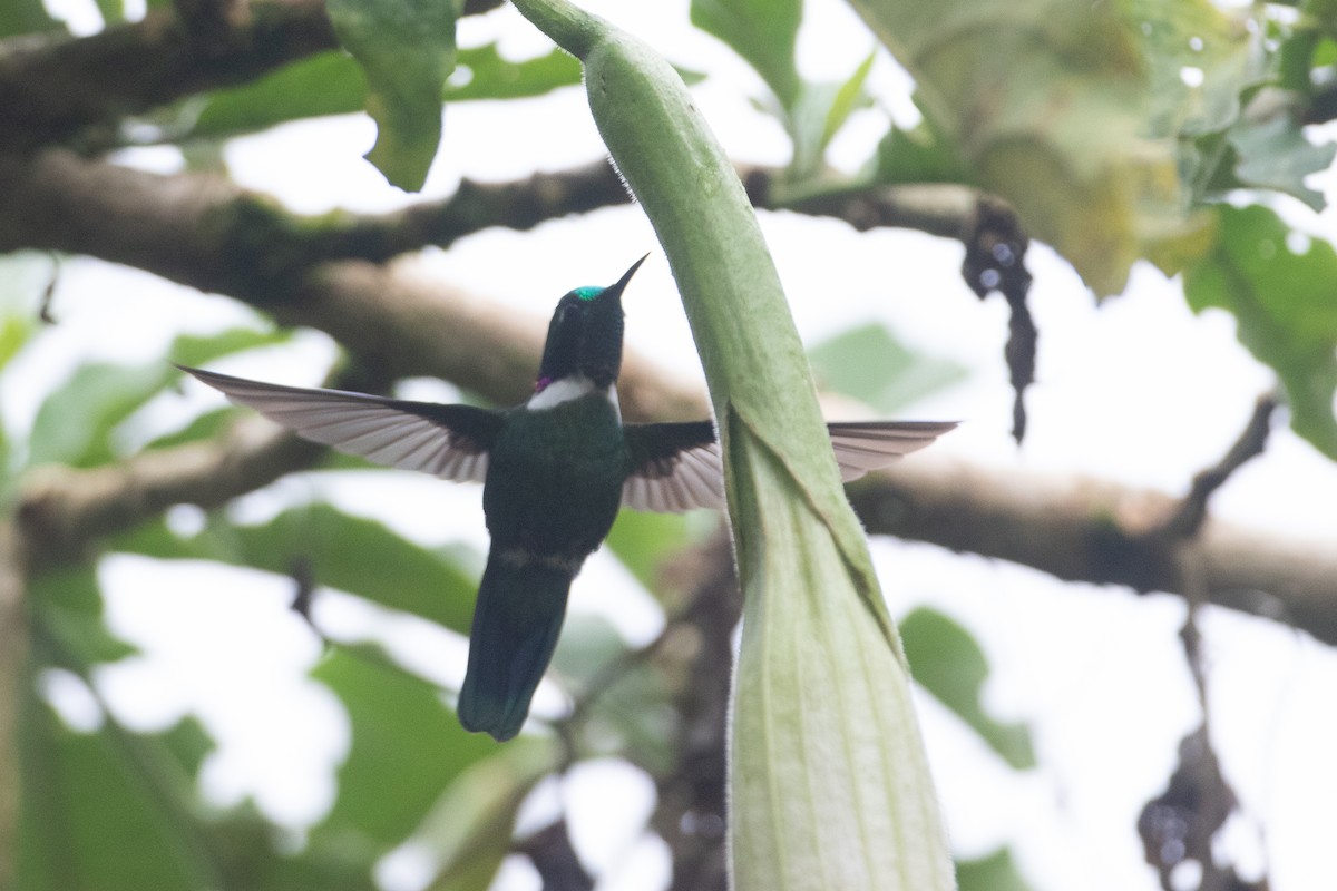 White-throated Daggerbill - ML645719064