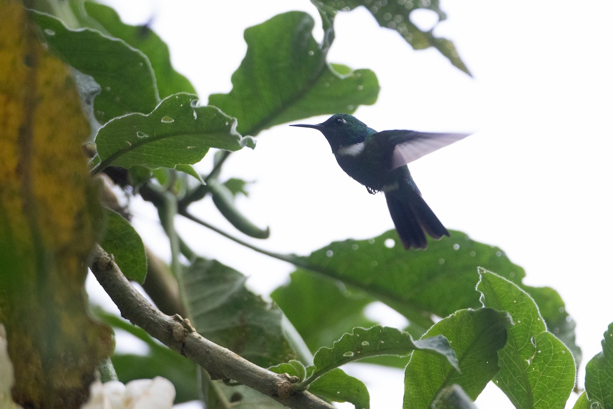 White-throated Daggerbill - ML645719065