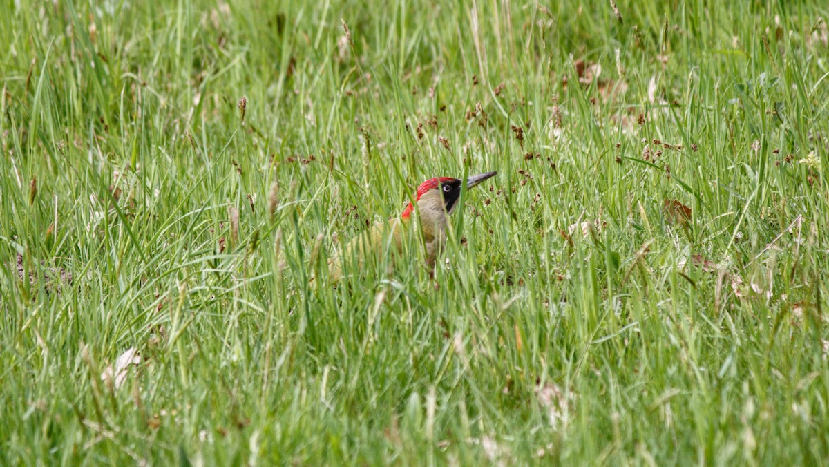 נקר ירוק - ML645719066