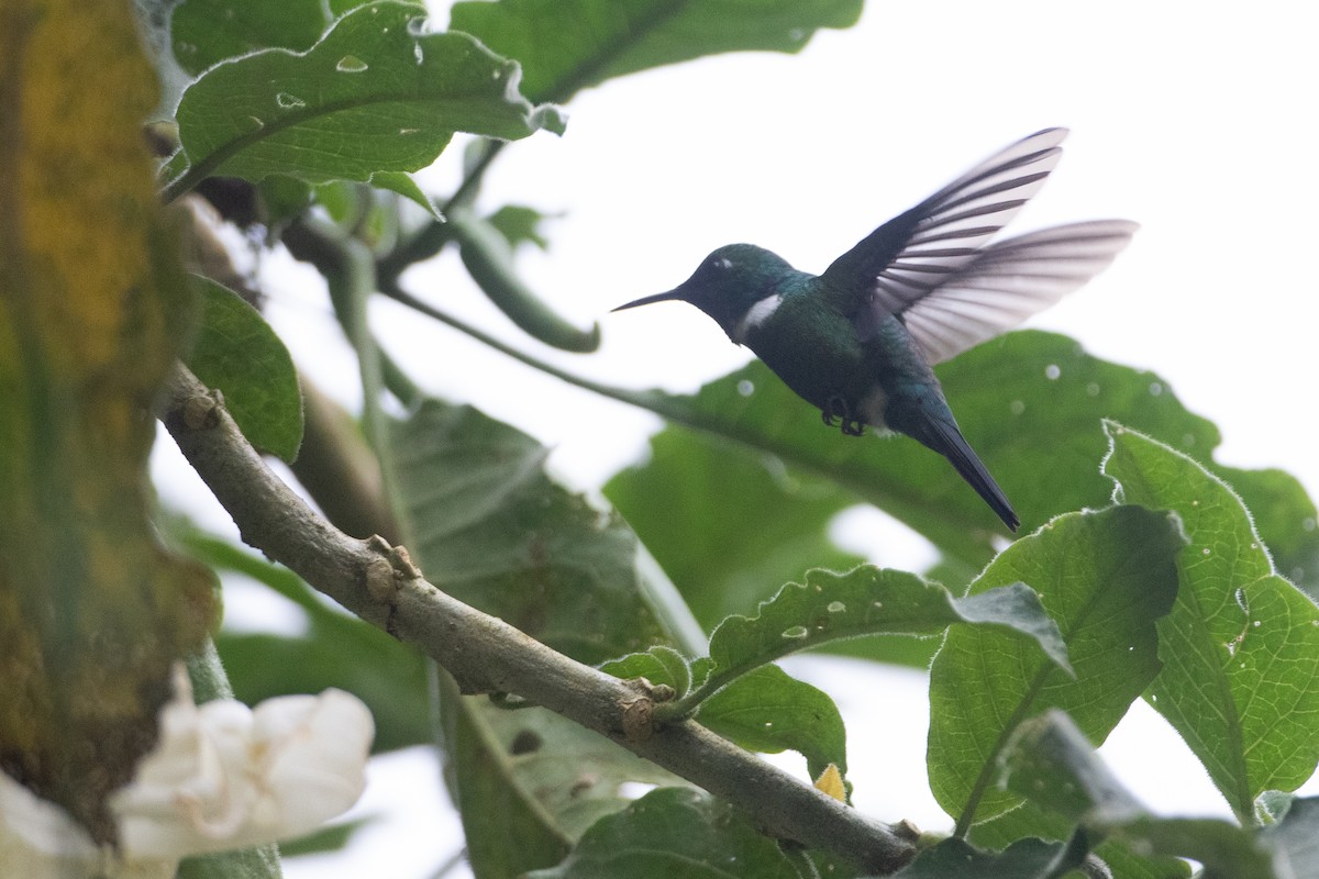 White-throated Daggerbill - ML645719067