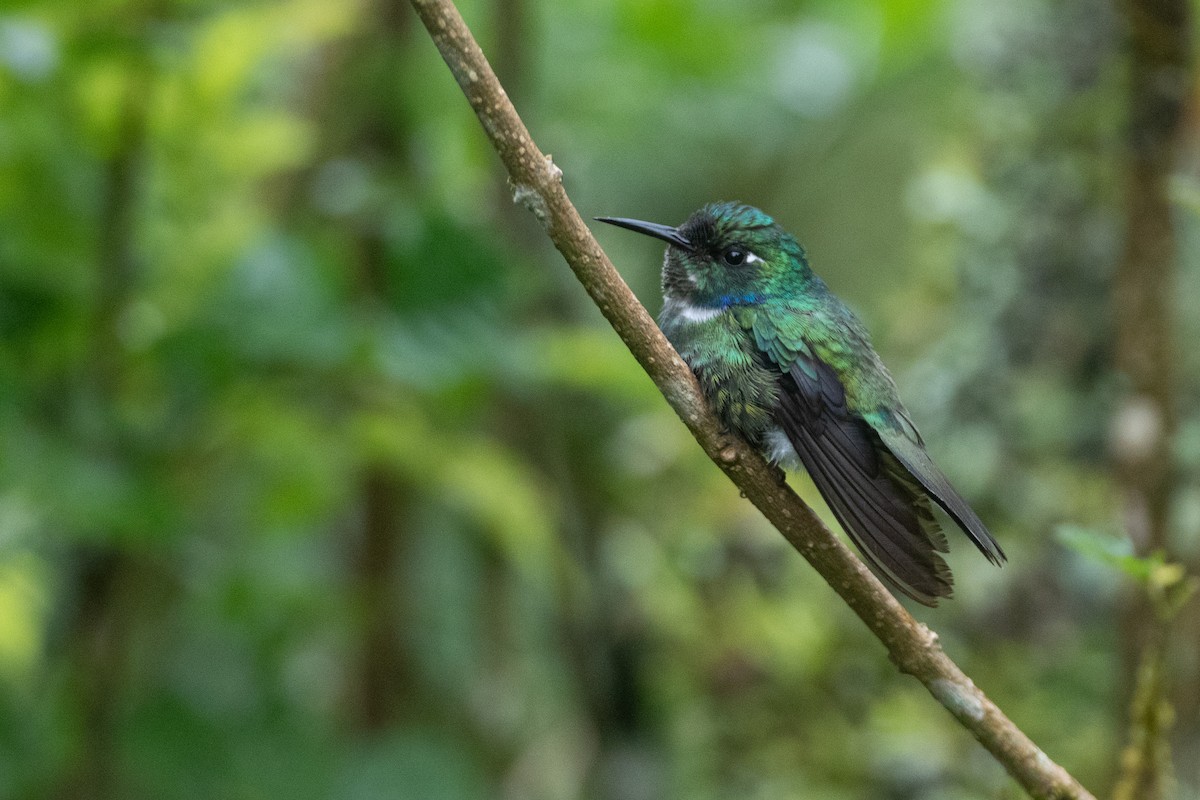 White-throated Daggerbill - ML645719068