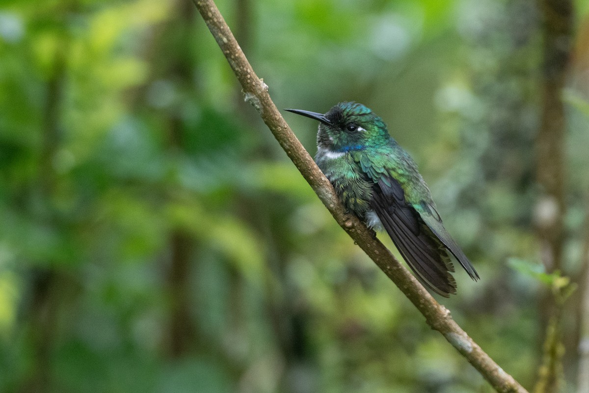 White-throated Daggerbill - ML645719069