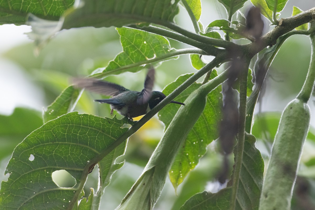 Colibrí Picocuña Occidental - ML645719070