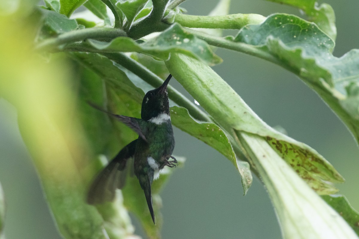 Colibrí Picocuña Occidental - ML645719071