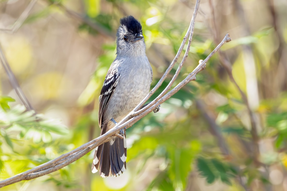 Variable Antshrike - ML645719072