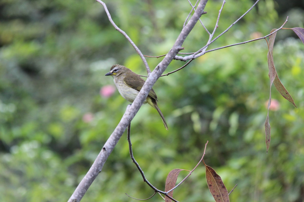 マミジロヒヨドリ - ML645719098