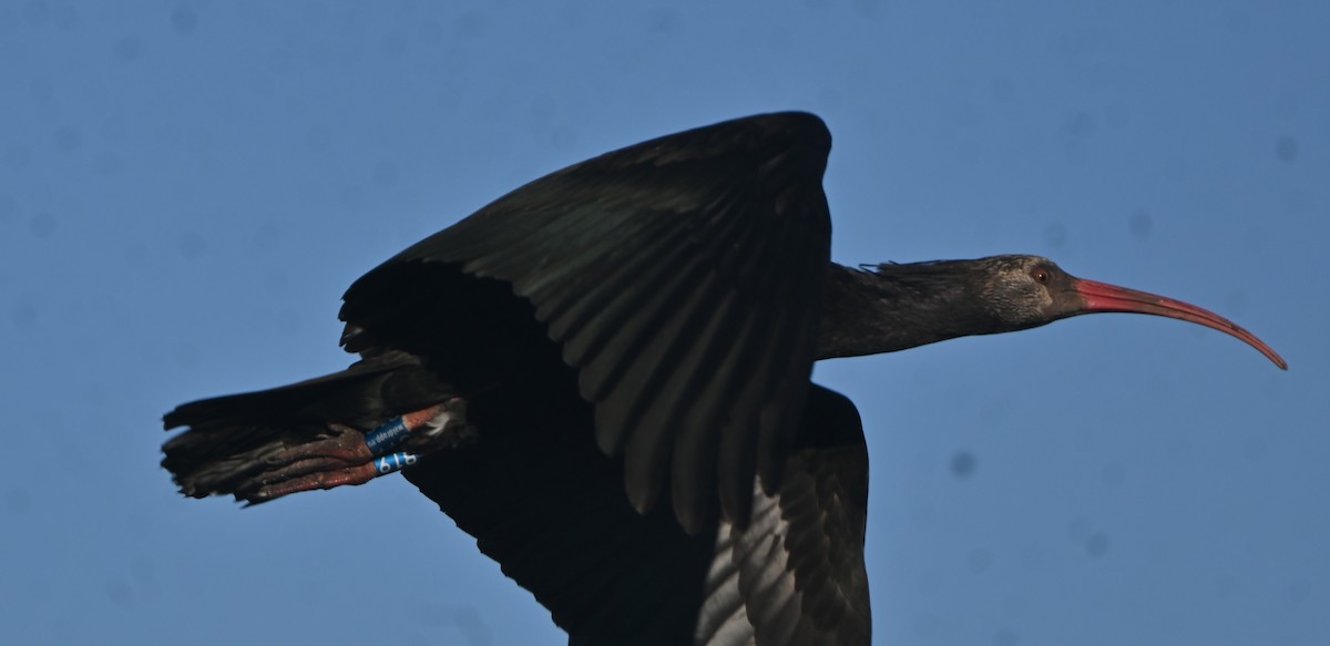 Northern Bald Ibis - ML645719112