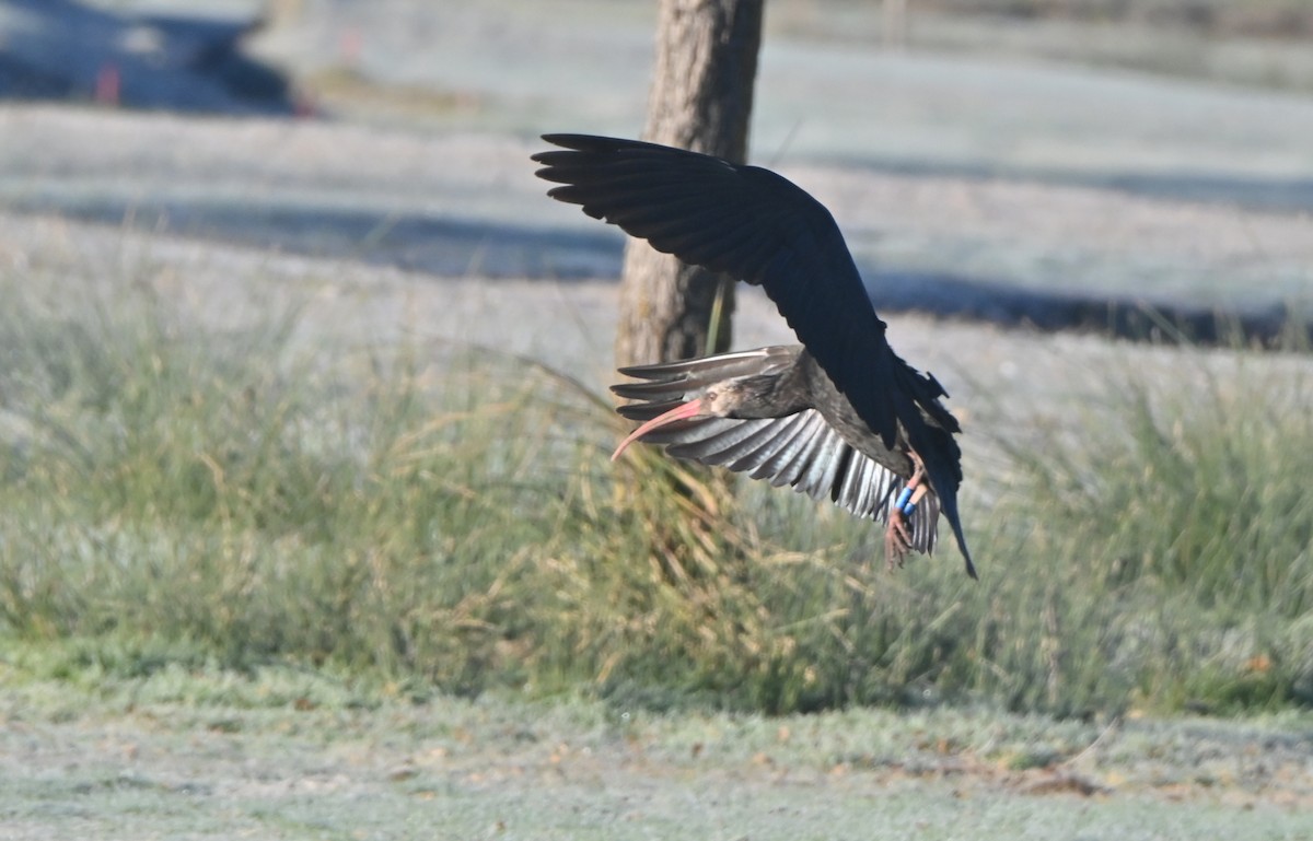 Northern Bald Ibis - ML645719113