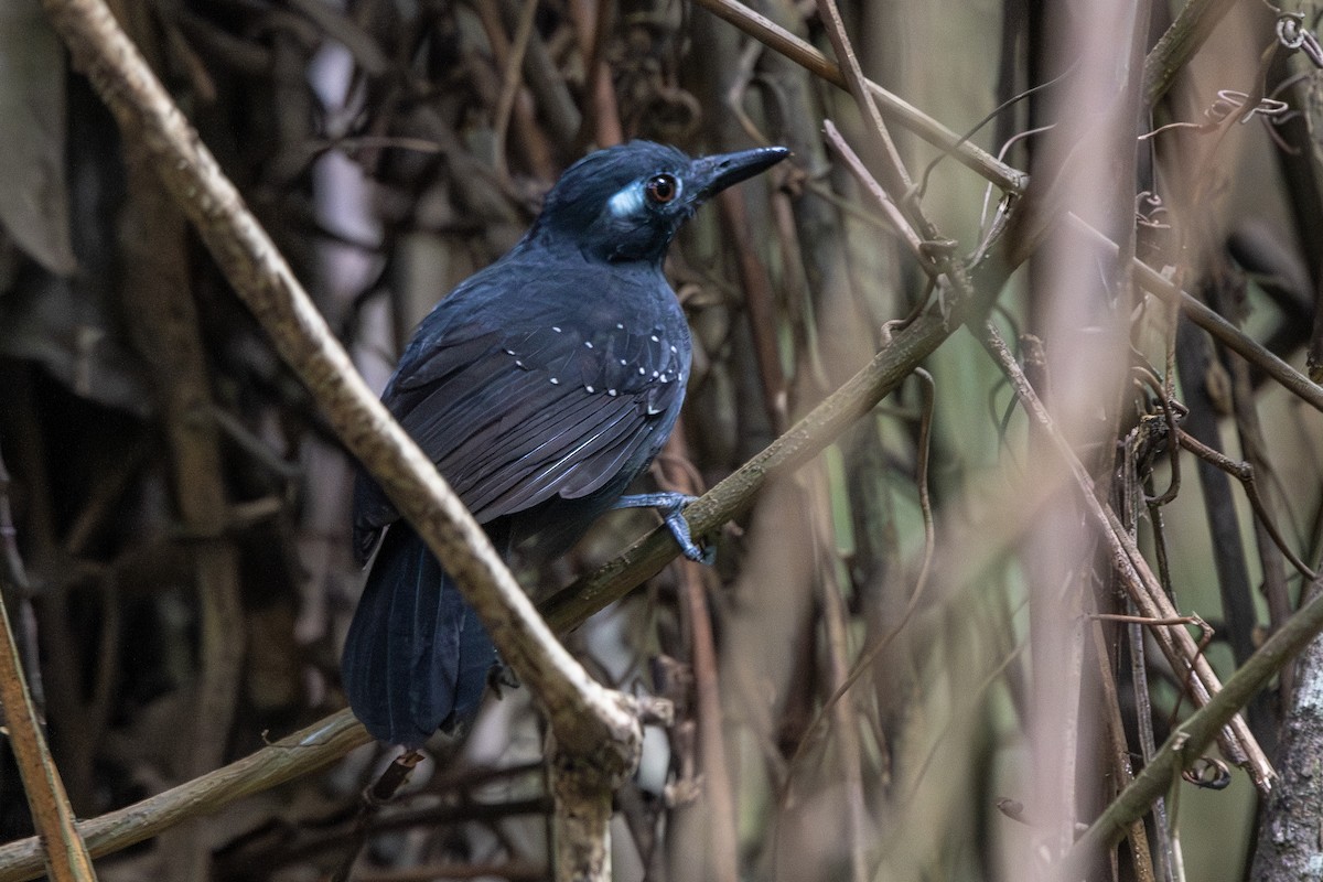 Hormiguero Plomizo - ML645719128