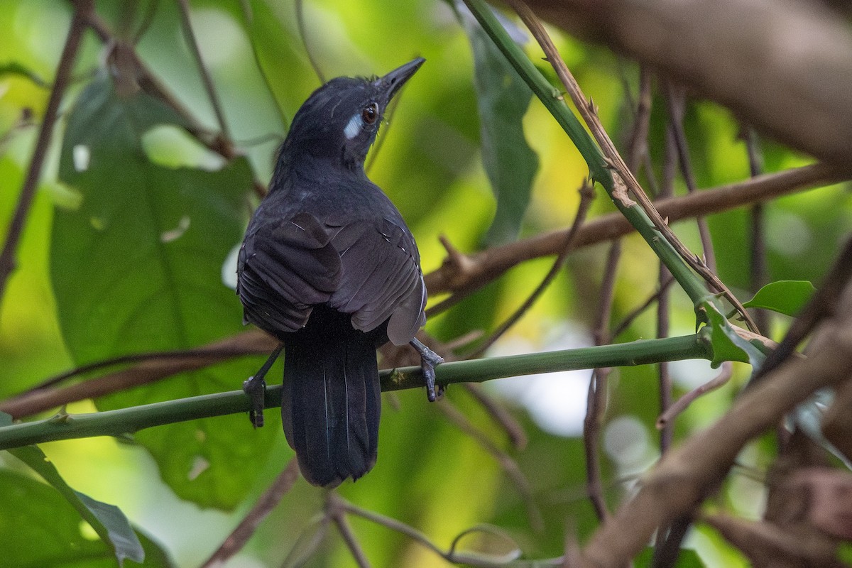 Hormiguero Plomizo - ML645719129