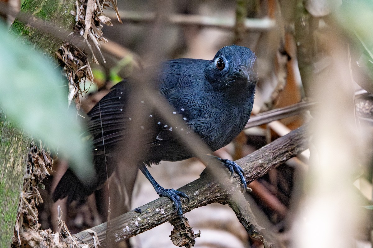 Hormiguero Plomizo - ML645719130