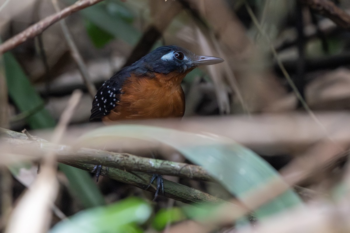 Hormiguero Plomizo - ML645719131