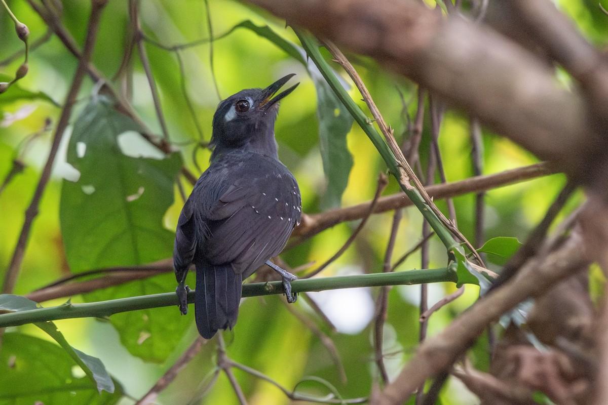 Hormiguero Plomizo - ML645719132